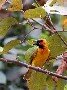 Black-necked Weaver
