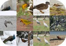 The Bird Explorers